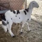 طلين سمان مغلقه سليمه من الأمراض