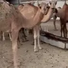 حشو بري لباني الموقع سبت العلايه