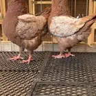 (( كنق مودينا ارجنت))