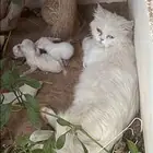 قطه للتبني مع اولادها