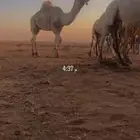 جمل كحيلاني على كحيلان بن غصين