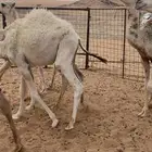 حشو