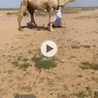 للبيع باتلي منتج والصوره الثانيه بنته البيع على البعير فقط