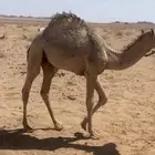 للبيع ثلاث قعدان طيبات