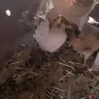 دجاج بلدي بياض ورنب