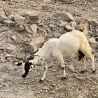 3 - غنم مع بهمها عدد 3 ذكور