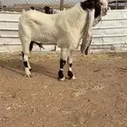 تيس حجازي هولندي نادر