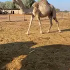 لقحه حمرا جذعه للبيع