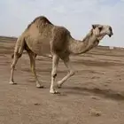 11 من الابل بحيرانها للبيع فالقويعيه