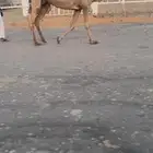 للبيع الخفوت الشعلا الي على جميع الشروط
