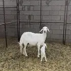 شاه والد للبيع