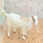 تيس مخصي طييب