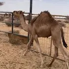 قعود للبيع على حليب امه العمر قريب 7 شهور