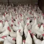 خميس مشيط