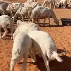 للبيع حريات متابيع