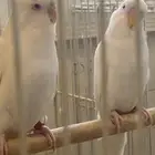 ذكرين بادجي البينو