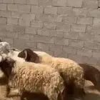 القصيم