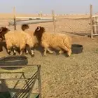 للبيع طليان جبر