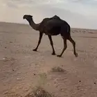 عشرا صفرا ثنو للبيع