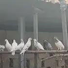 حمام باكستاني