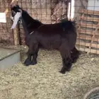 تيس عارضي صنف