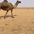 مجهم ام ثالث لقحه برابعها على ولد سليمان سليمة العذاريب