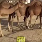 للبيع بكار حمر العدد12 مراح واحد وسم واحد فيهن واحد لقحه
