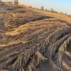 السلام عليكم ابي جريد لاهنتم الزليد عنده ب المزرعه