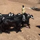 معزا عوارض مراح واحد بفحولها(( تم البيع))