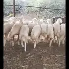 رخال مقنى مراح