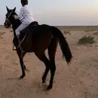 فرس