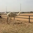 قعود كفوا