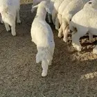 ذبايح مع التوصيل