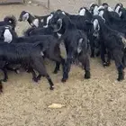 تيوس عوارض
