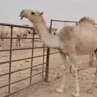 بكره مفروده باتليه