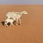البيع رغوث حريه