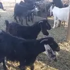 معزا ديره جبرات وصغار