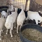 رفيديات ثنوات مواليد