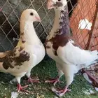 حمام