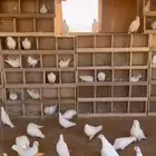 حمام فرنسي للبيع فروخ