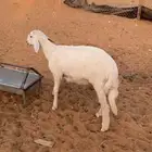 بهم حريات طيبه