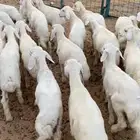 بهم تربيه تم البيع اضغط متابعه