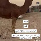 بعير مزيون