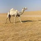 عشراء كفوا