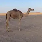 بكره هجن سلالاه طيبه