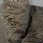 قطط تزاوج