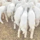 بهم تربيه العدد 32 طليان ورخال العمر شهرين