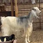 عنز مصرية والد