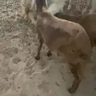 طلي سواكن مولود هنا ( تلاد ) مقفل ظهره شحم ذبيحة تلاجه