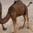 حوار قعود لباني على الحليب للبيع